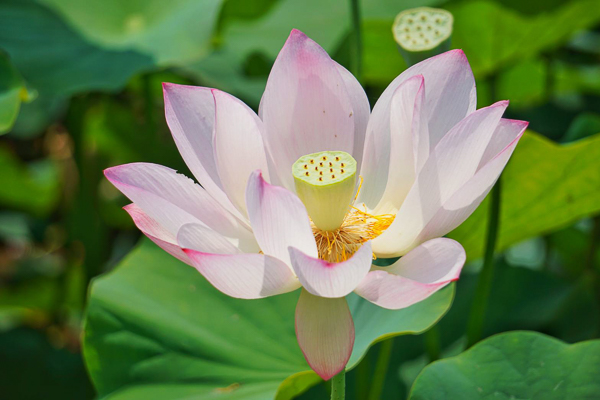 嘉義民雄保安宮荷花池荷花朵朵開，黃家宗祠當背景畫面更豐富