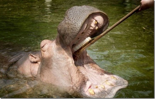 Hippopotamus Teeth Brushing  (4)