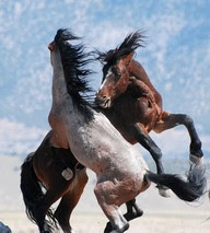 figth horses wallpaper