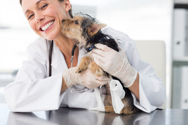 O que um Auxiliar Veterinário faz?