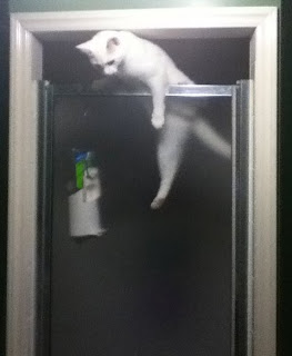 cat hanging over shower door