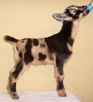 Reference Nigerian Dwarf Goat sire