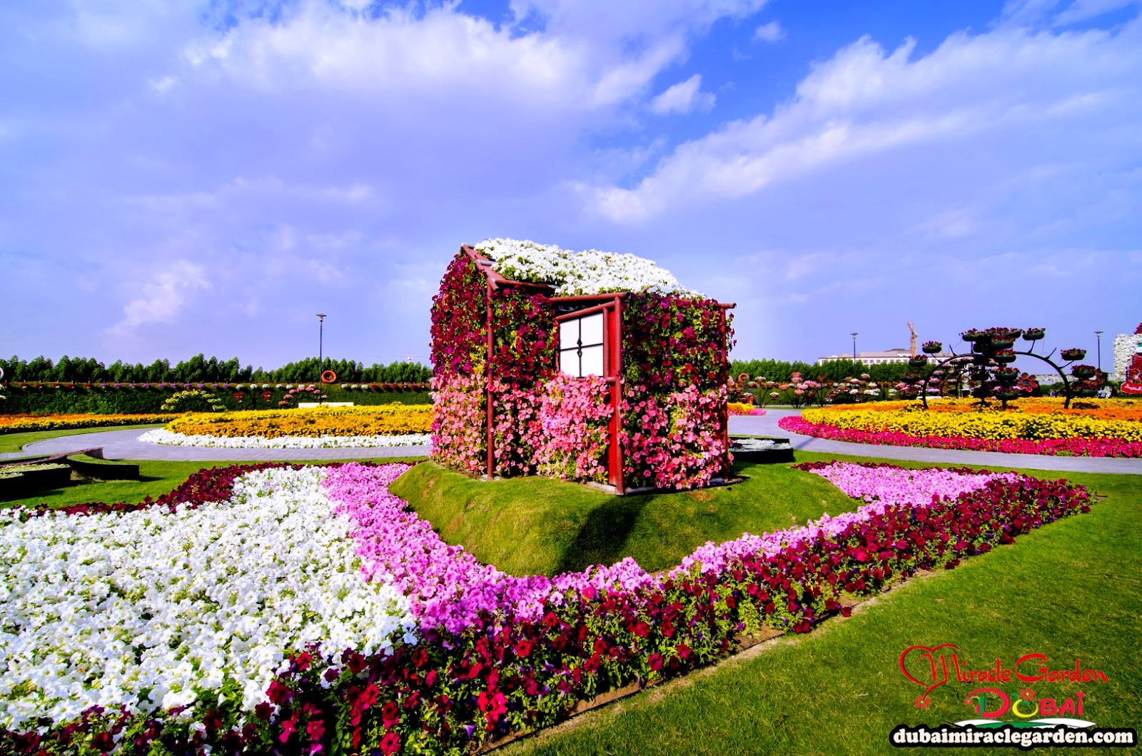 KOTAKITAKU Taman  Bunga  di  Padang Pasir Dubai  Miracle 