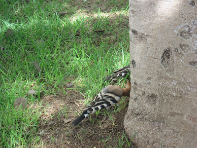 Hoopoes in Tel Aviv