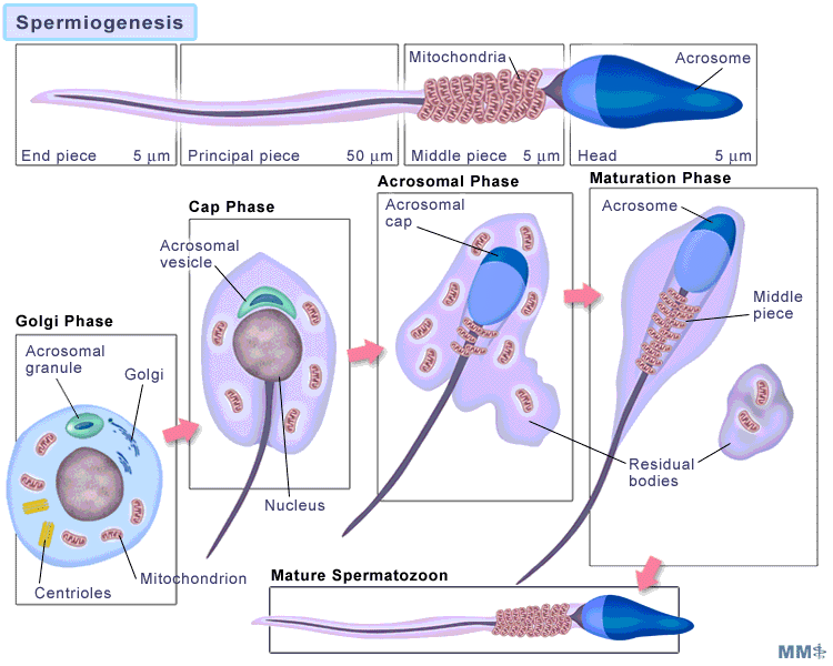 25+ Gambar Spermatogenesis