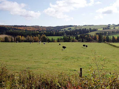 The cows are coming over to see why we are standing by their field. Hoping for snacks, maybe.