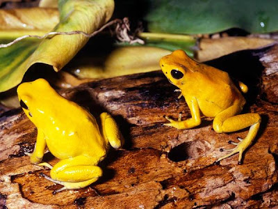  Golden Poison Dart Frog , Phyllobates Terribilis, katak , kodok 