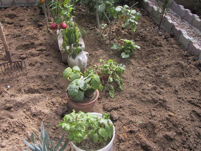 If you have poor soil, amend it with lots of organic matter, such as compost, chicken manure.