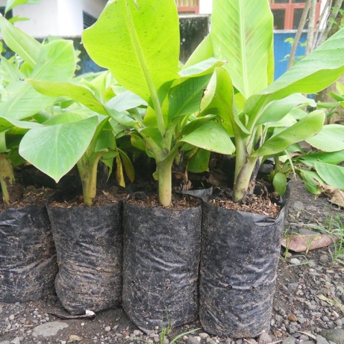 bibit pohon pisang ambon cepat berbuah paling unggul Jayapura