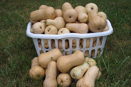 Winter Squash