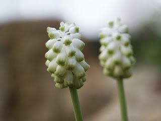 Muscari commutatum, φυτό που συνέλεξε ο κ. Στριντ στην Αχλαδέα Πελοποννήσο (φωτογραφία από τον Martin Philippo)