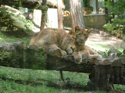 But my favorite part of this zoo was all the BABY animals; They have over . (lions)