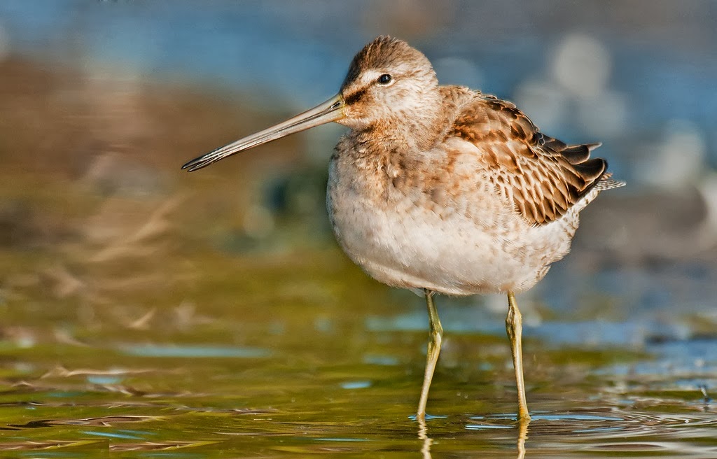 Long-billed Dowitcher HD Wallpapers