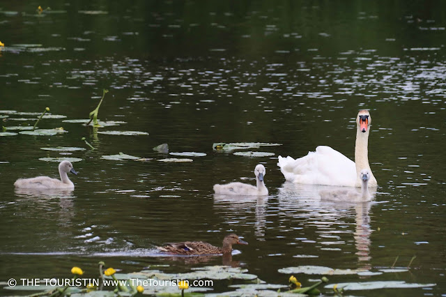 A mother swan with three young grey swan chicks and a duck and yellow water lilies on a lake.