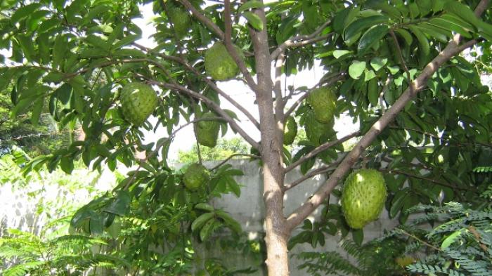 Kumpulan Tugas Sekolah 10 Jenis Tumbuhan Tidak Langka