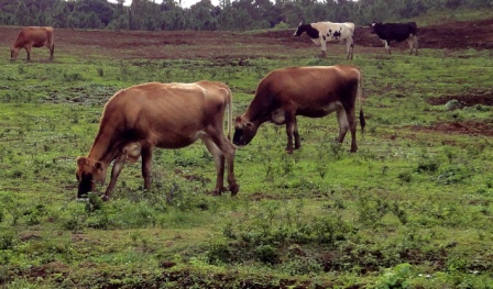 Cows on Devotee Farm Will Be Protected for Life