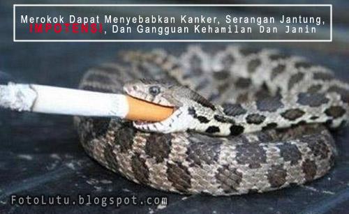 Gawat Nanti Ularnya Impoten Cuma Bisa Melingkar Nggak Bisa Tegang