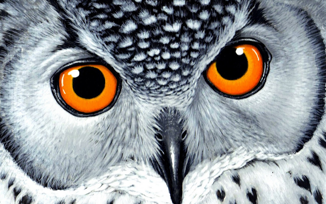 Intelligent Clever Smart Owl and Its Use in Black Magic