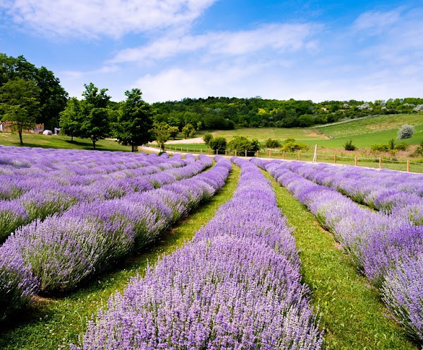 lavender farming, commercial lavender farming, lavender farming business, how to start lavender farming business, lavender farming profits, best steps for lavender farming, is lavender farming profitable