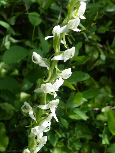 45: tiny flowers with long chins