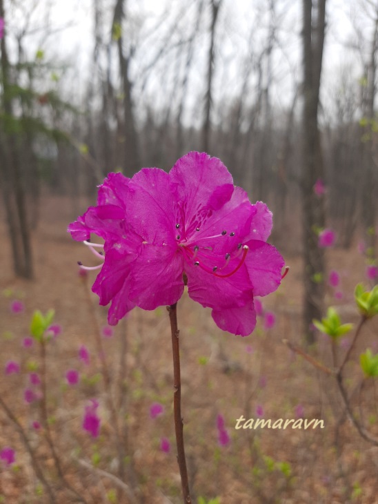 Рододендрон остроконечный (Rhododendron mucronulatum)