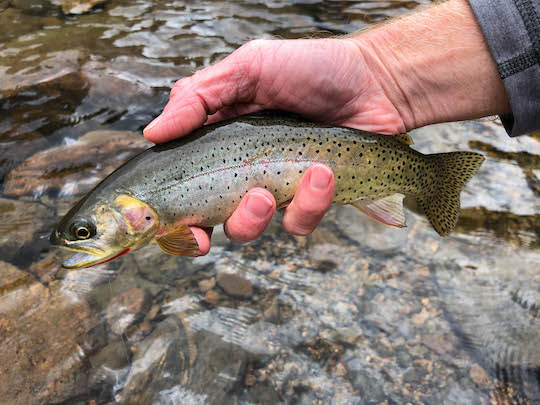 Cutthroat trout at Lake of Glass in Rocky Mountain National Park