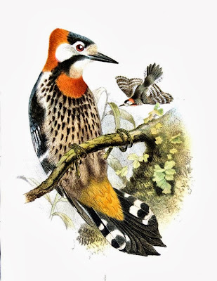 Scarlet breasted Woodpecker
