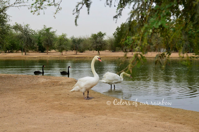 Al Qudra cycling Track, Al Qudra Lakes, Al Qudra camping @colorsofourrainbow.blogspot.ae