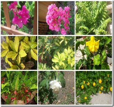 JuneGardeningCollage