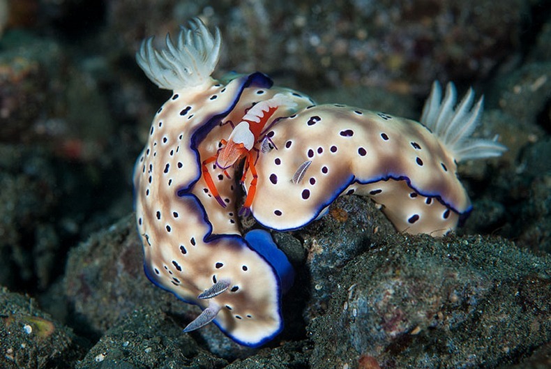miami-underwater-photo-contest-14