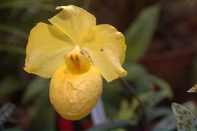 Grow and care Paphiopedilum armeniacum orchid - The Apricot Orange Paphiopedilum