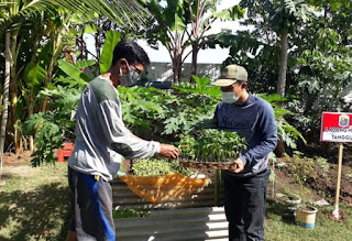 Ketahanan Pangan dengan Ladang Hijau Tangguh