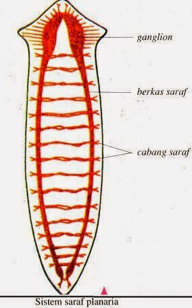 Sistem Saraf Pada Hewan  Vertebrata  dan Avertebrata 