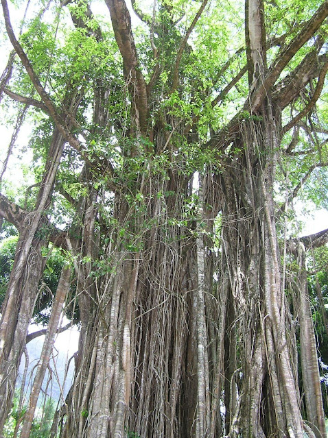 Ficus prolixa