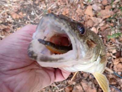 potomac river walleye