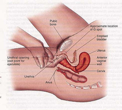 Menjaga Kesehatan Organ Intim Wanita