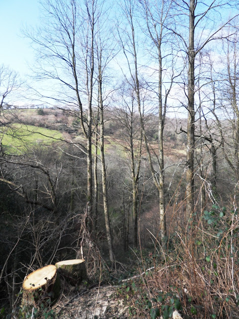 Kings Wood, Pentwewan, St.Austell