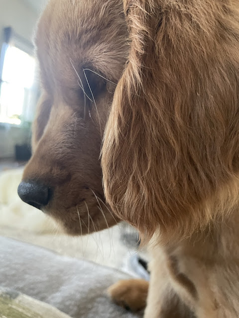 Little boy Miles sitting on the couch looking down at something on the floor. His ears are floppy.