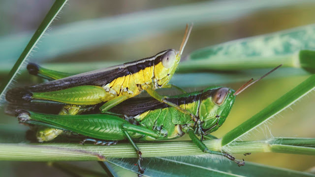 Top 10 Ten Beautiful Macro Photography Part 8 | Random Insect Photos