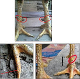 katuranggan sisik kaki ayam aduan sisik ubed atau sisik naga mangsa