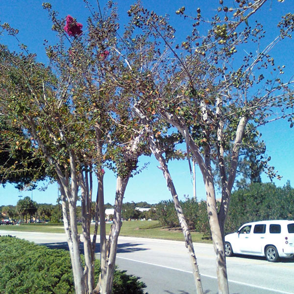 crape myrtle pruning. hacking a crape myrtle to