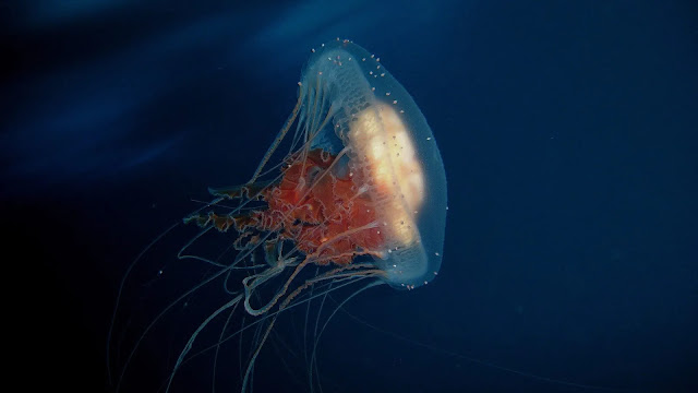 Immortal Jellyfish