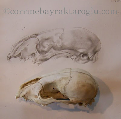 This Art Life in Ahwatukee: Sketchbook Study: Skull Pencil Drawing