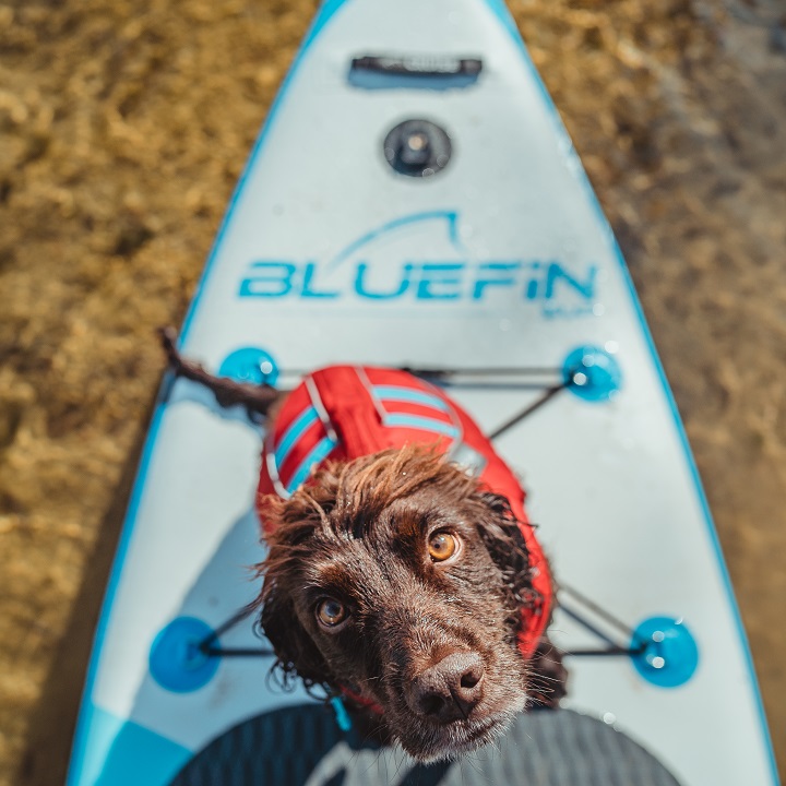 The Complete Guide to Paddle Boarding with Dogs