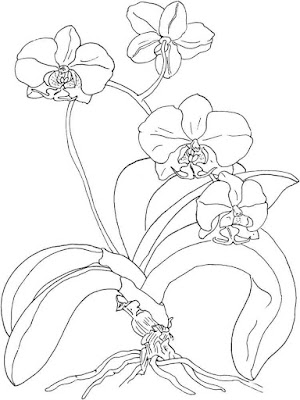 Flores para desenhar e colorir no papel - desenhos de orquideas