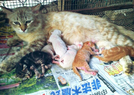 Tanda Tanda Kucing Mau Melahirkan Anaknya - HoBinatang