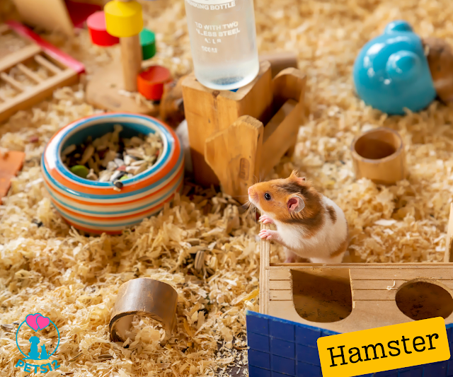 From Food to Habits: Understanding the World of Hamsters