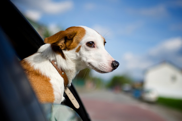 coche perro conducir taller