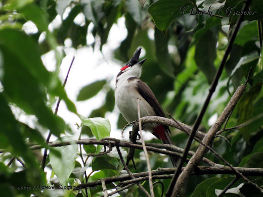 Red-whiskered bulbul - Pycnonotus jocosus