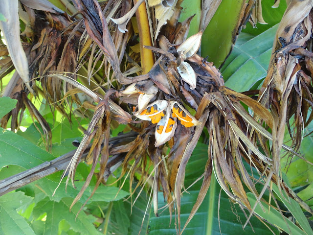  seed strelitza , birds of paradise seed , graine de fleur d'oiseau de paradi , cennet kuşu çiçeği